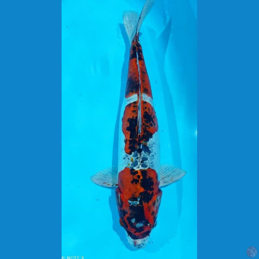 KOROMO DOITSU 50CM