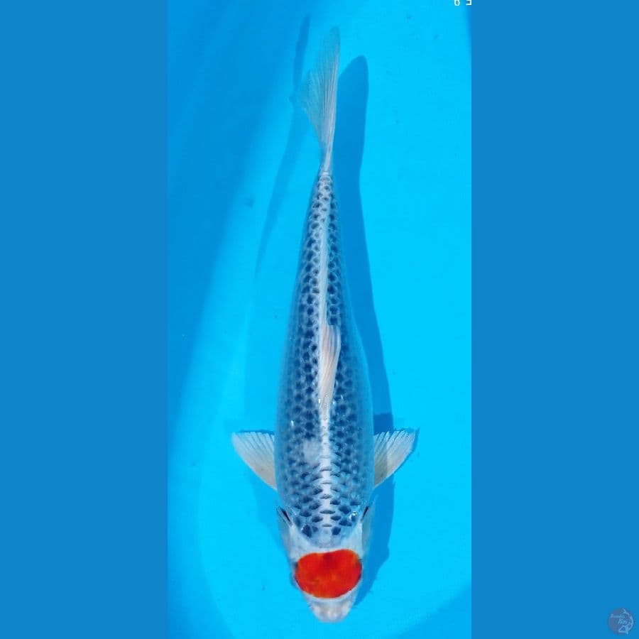 TANCO KUJAKU 52CM