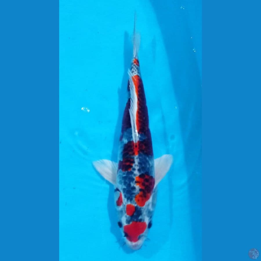 BENIGINGA 43CM