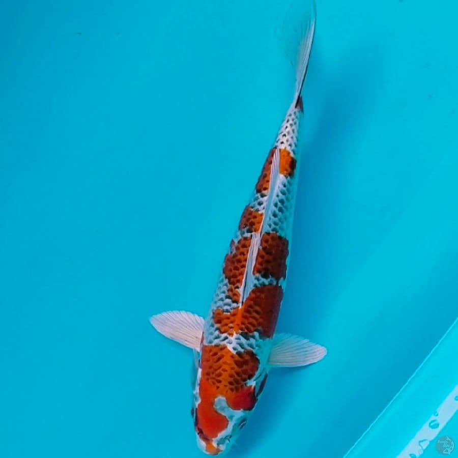 jantan kujaku 33cm
