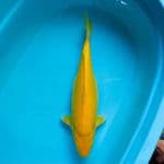 karasi 40cm female 