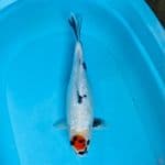 TC showa ginrin F 38cm