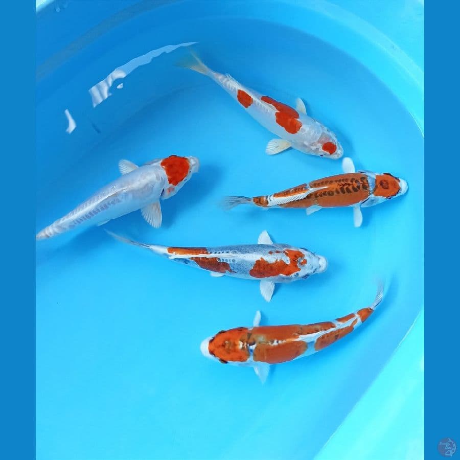 mix koi