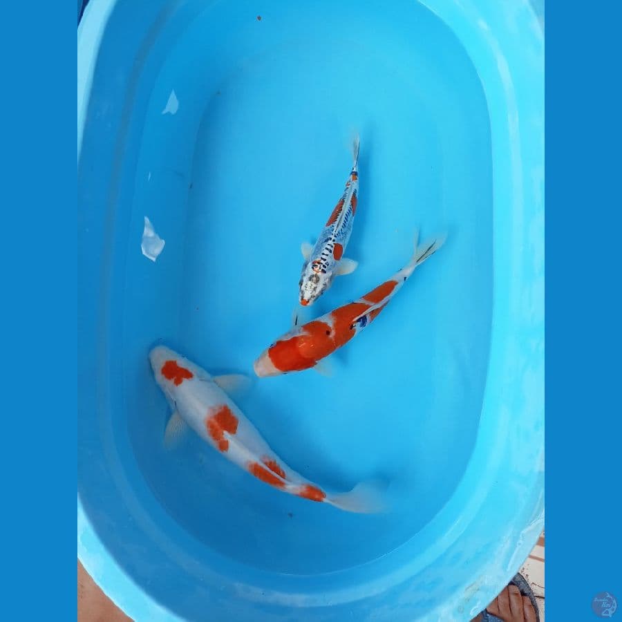 Mix koi