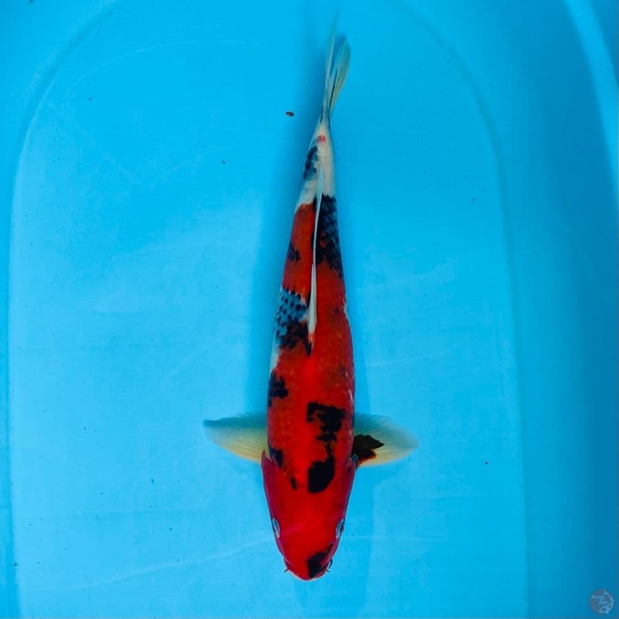 showa M 35cm