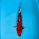 showa M 35cm