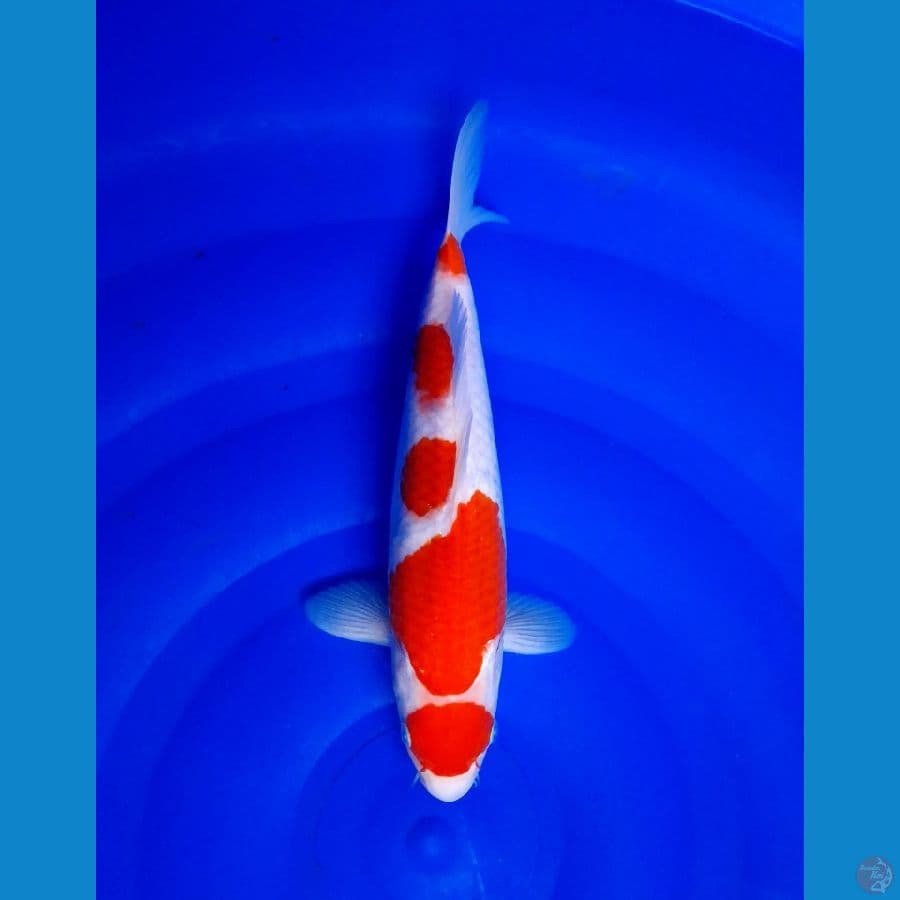 maruten kohaku 32cm (male)