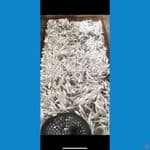 full kumpay platinum 50ekor 17-20cm