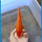 Rd.Karasi gindrin 20cm
