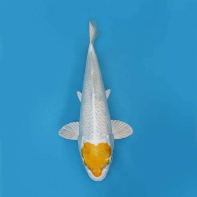 TANCHO LOVE HARIWAKE 30 CM