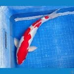 KOHAKU DOITSU 53CM SUPER SKIN | Male