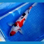 KINDAI SHOWA 50CM | Female