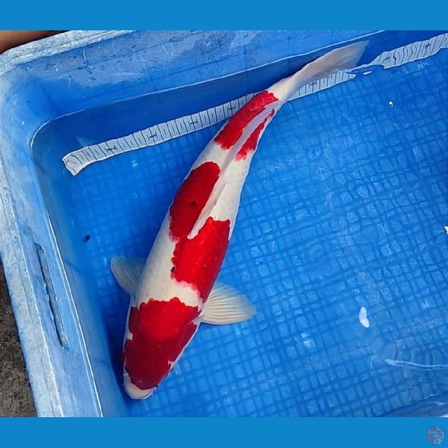 KOHAKU 50CM SUPER STRONG | Male