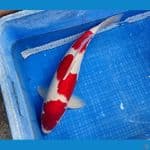 KOHAKU 50CM SUPER STRONG | Male