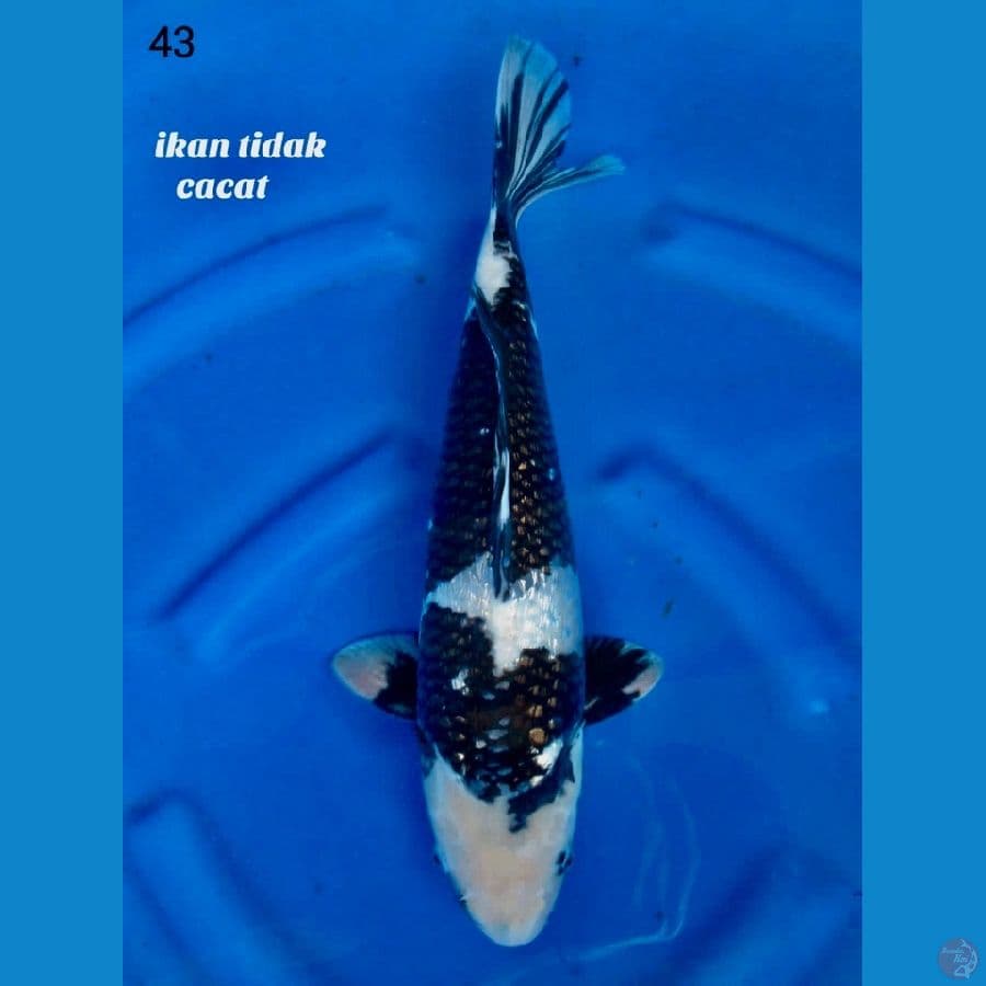 Siro gingrin full sq male 43cm