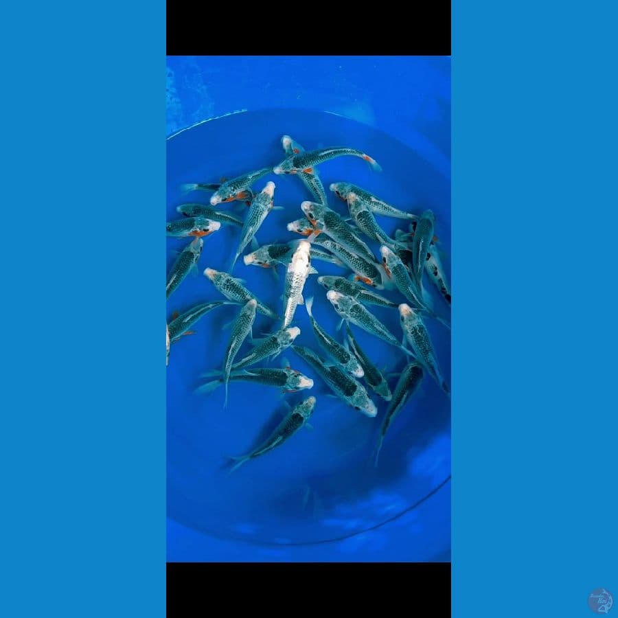 Asagi 14 22 cm 30 ekor
