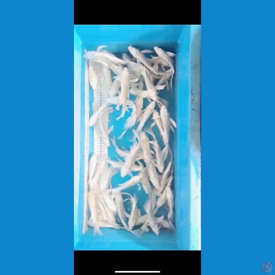 full kumpay platinum 56ekor 17-20cm