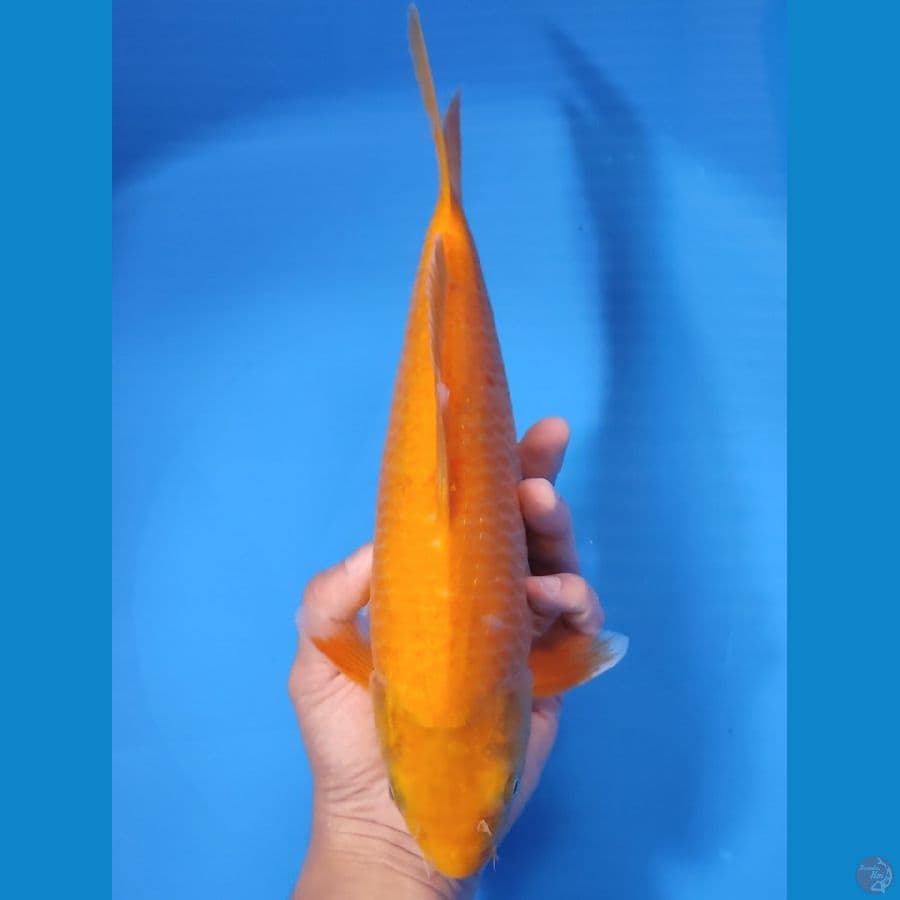KARASHI BAKAT JUMBO 33CM - FEEMALE 