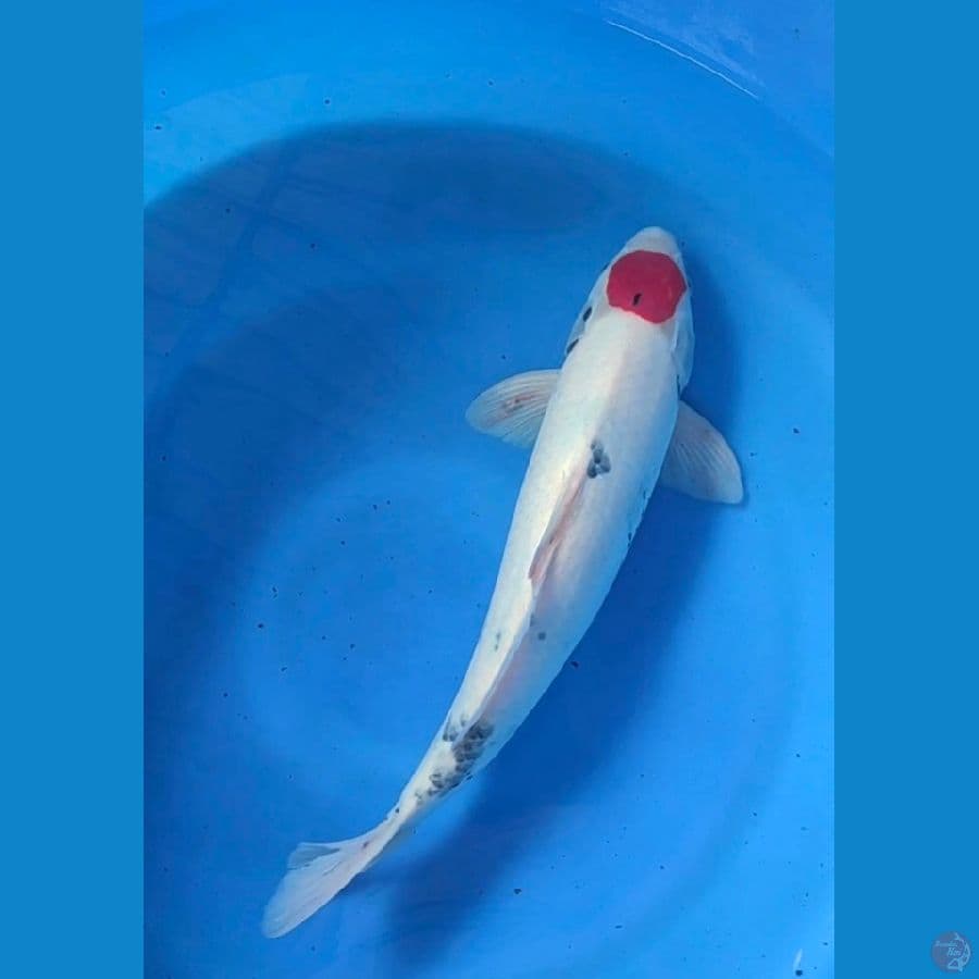 tanco showa tategoi 45cm
