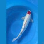 tanco showa tategoi 45cm