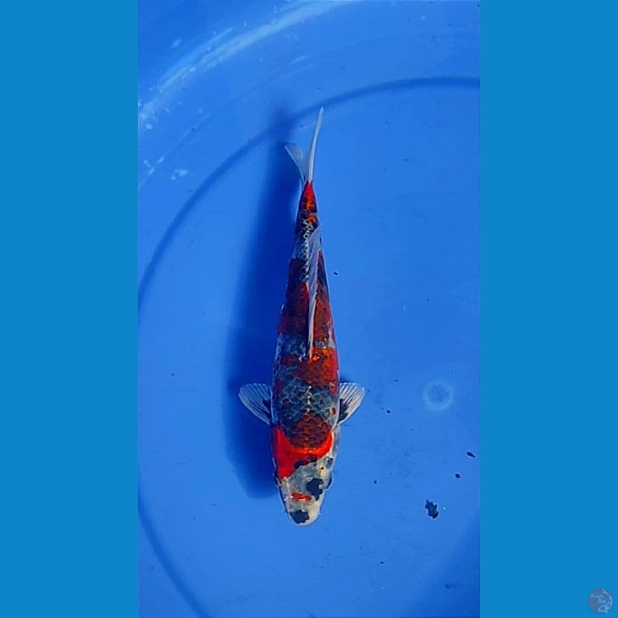 antikan sq 21cm male