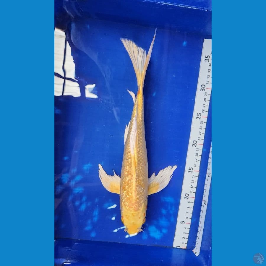 35cm kumpay ginrin