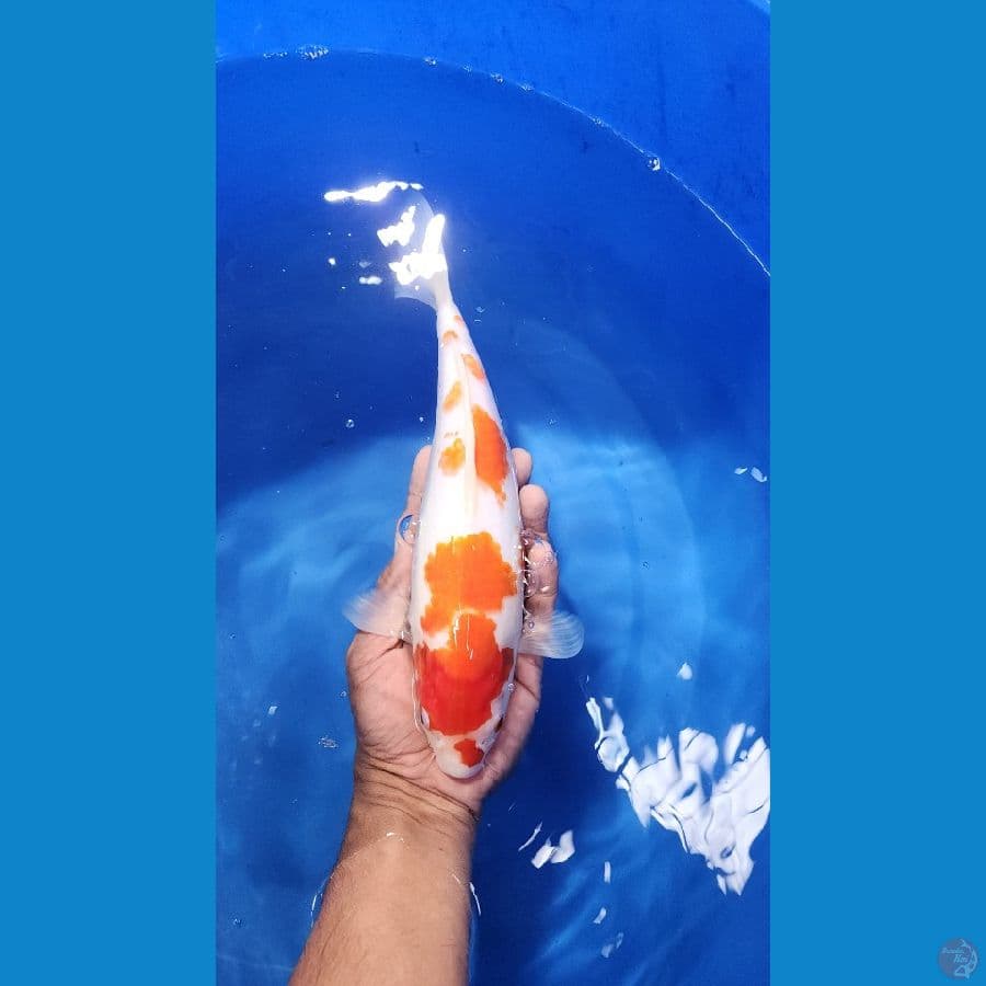 27cm kohaku