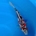 super kawari 32cm male 