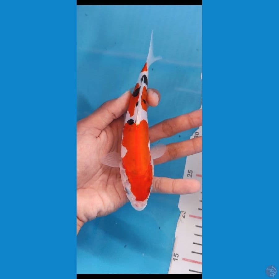 Doitsu sanke murni -+17 cm 