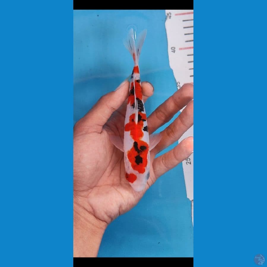 Doitsu sanke -+17 cm 