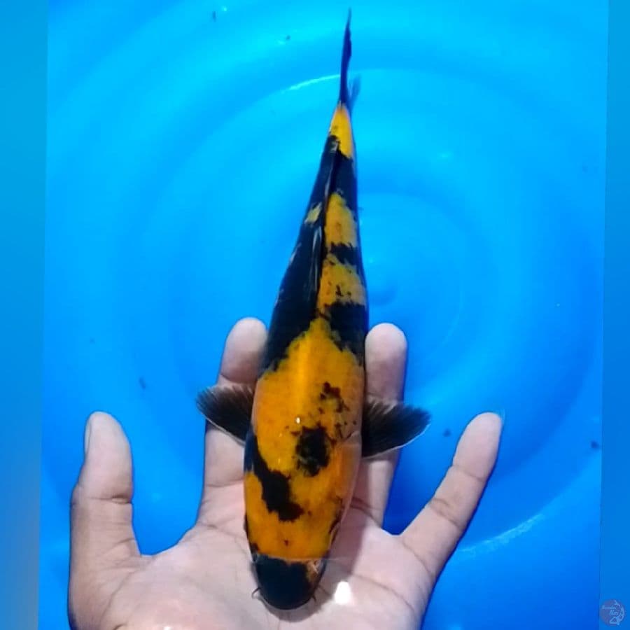 Utsuri 27cm