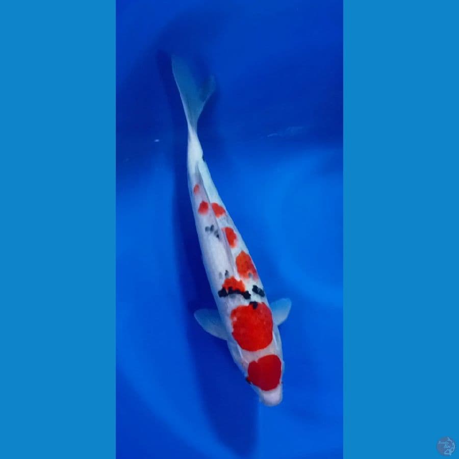 TANCHO SANKE 31CM[JANTAN]