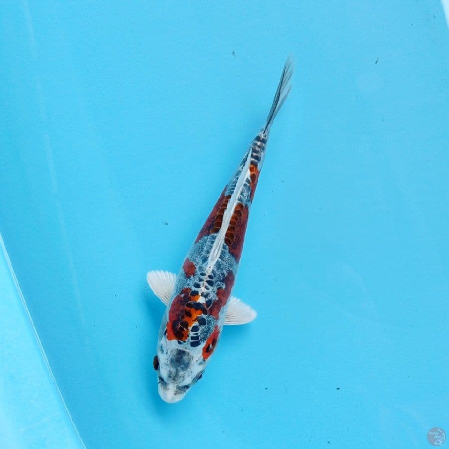 kiko, 19 cm