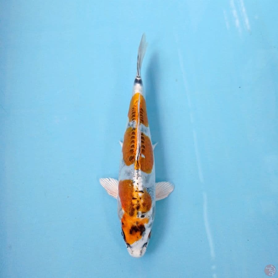 kiko, 21 cm
