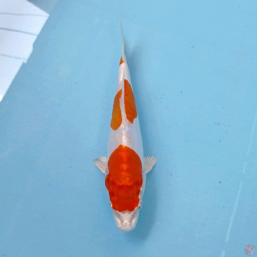 kikushui, 20 cm