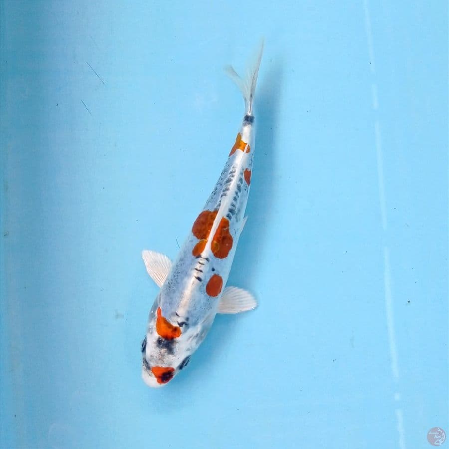 kiko, 17 cm