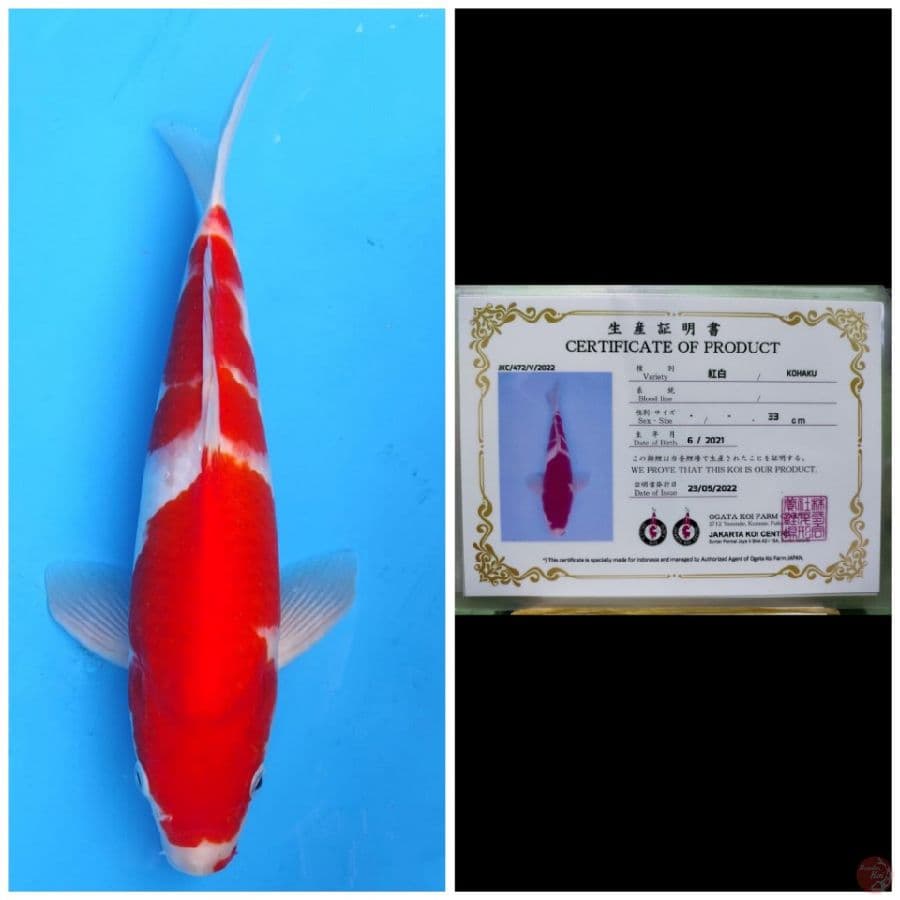 Ogata Kohaku 