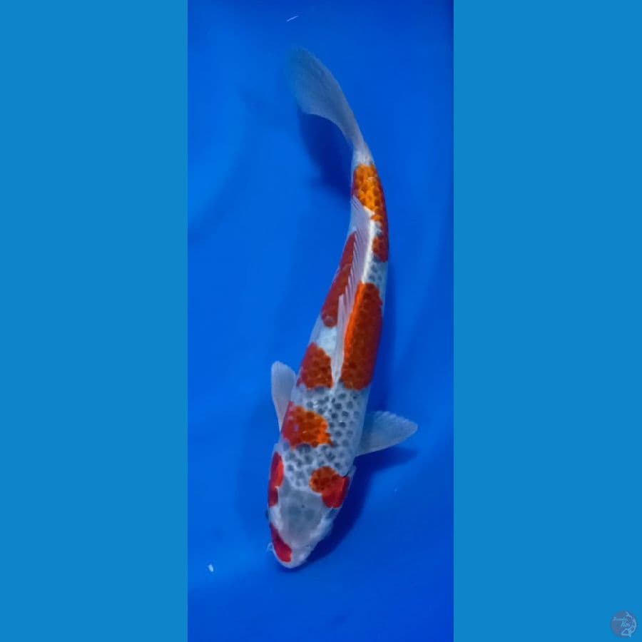 RED GOSHIKI SIZE 33CM [JANTAN]
