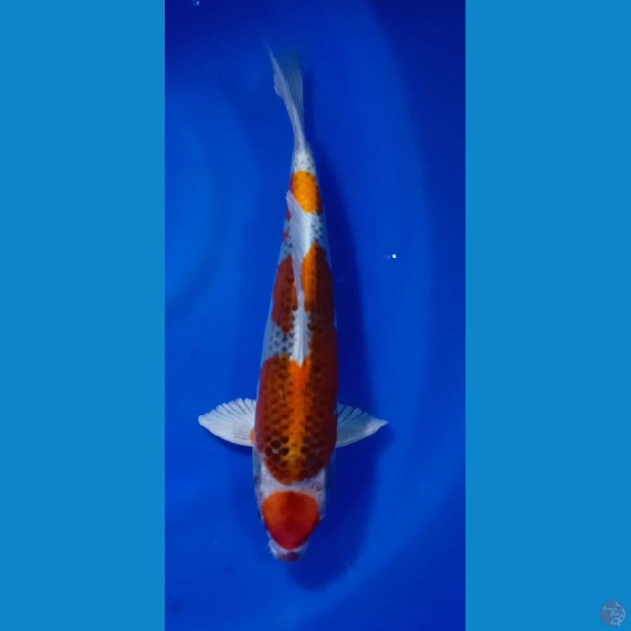 MARUTEN KUJAKU 32CM[[JANTAN]]