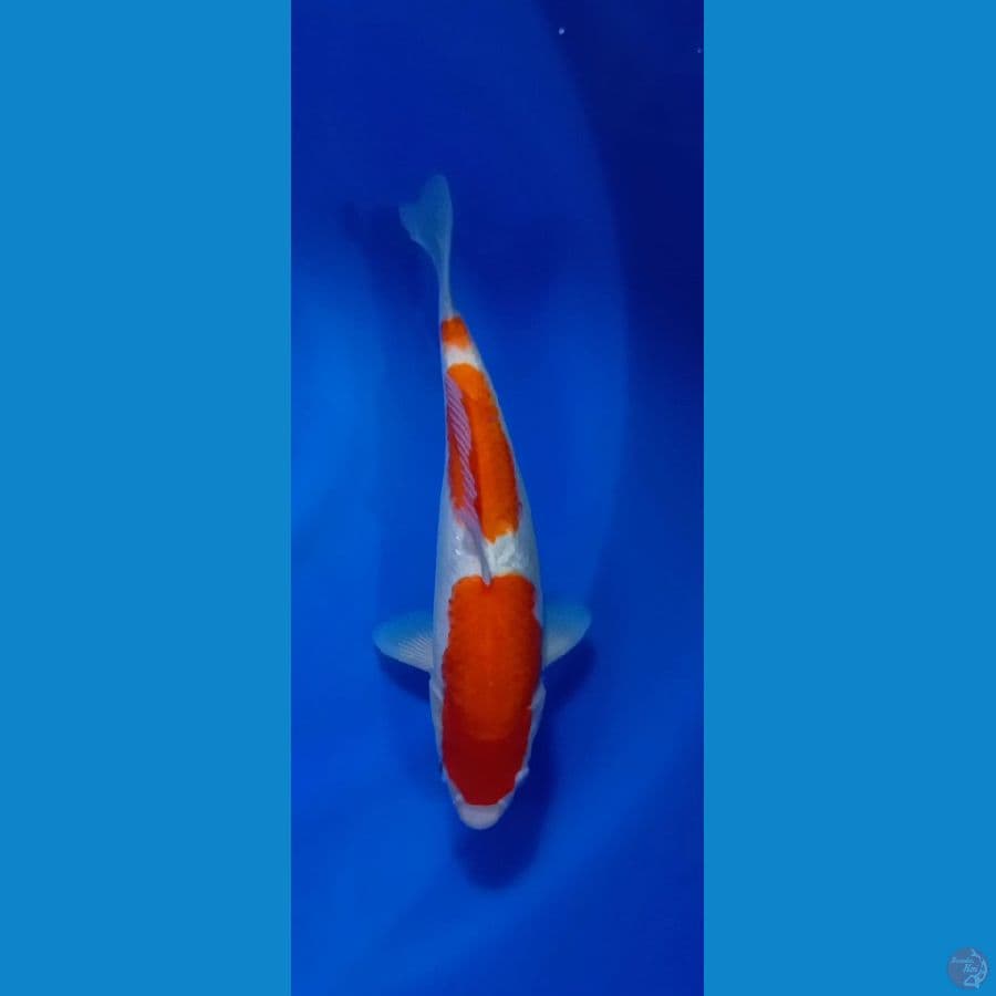 KOHAKU 3 STEP 30CM[BETINA]