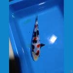 showa 20cm SQ juara 3 zna koi show 