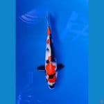showa HQ 26cm jantan 