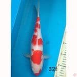 KOHAKU, 32cm female