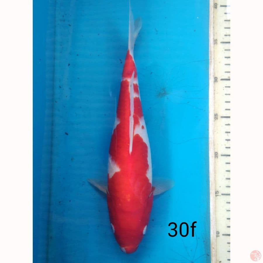INAZUMA KUKAHU, 30cm female
