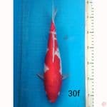 INAZUMA KUKAHU, 30cm female