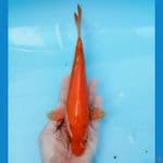 red karashi