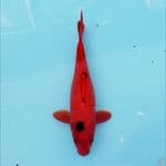 SUPER RED aka bekko