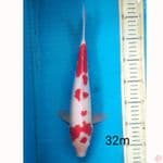 KOHAKU, 32CM MALE