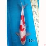KOHAKU, 35CM MALE