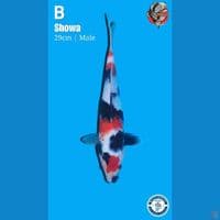 Showa, 29cm male
